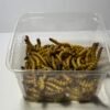 Vers morios 50 g