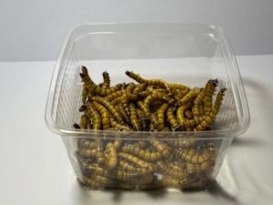 Vers morios 50 g