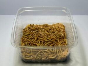 Vers de farine 100 g